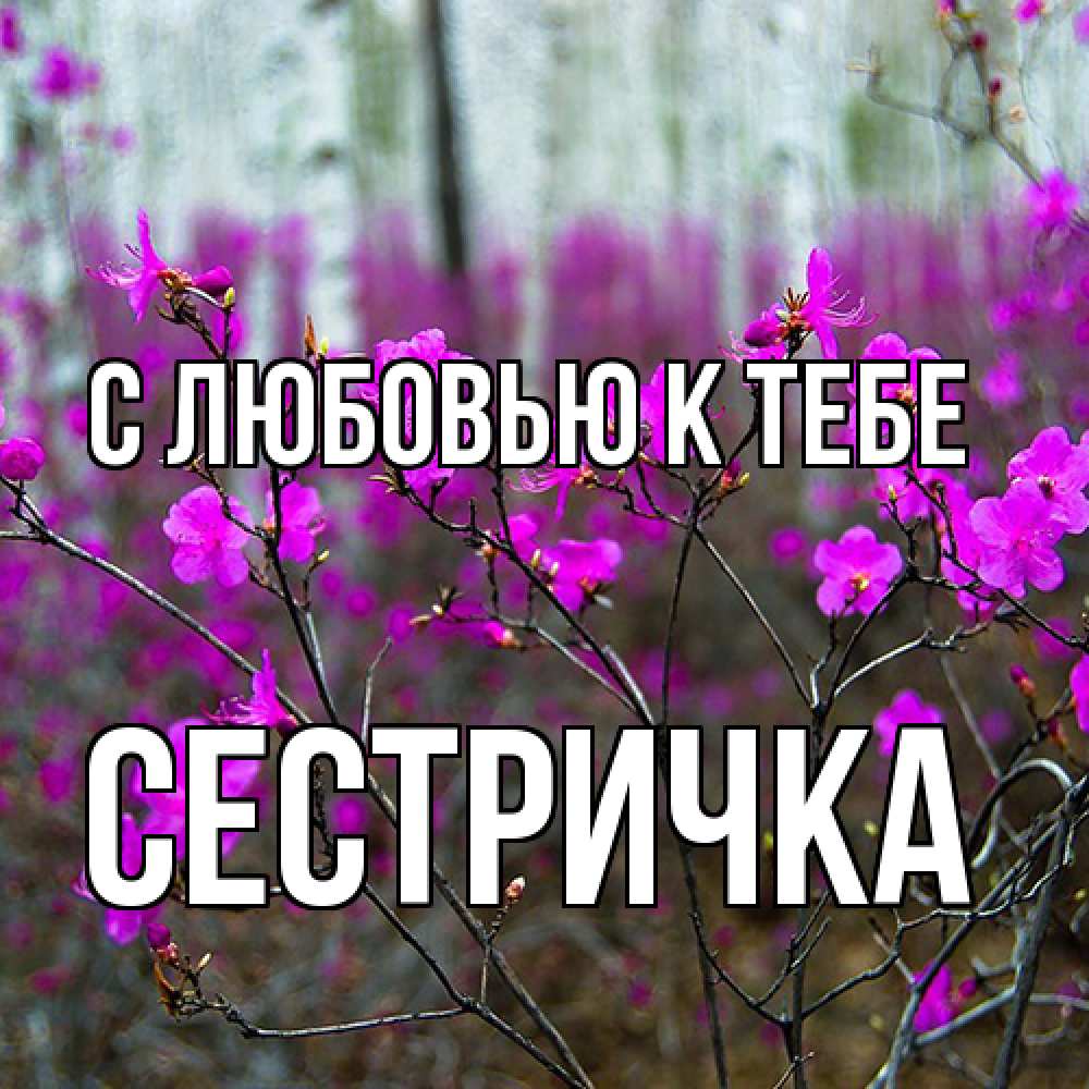 Открытка  с именем. Сестричка, С любовью к тебе  