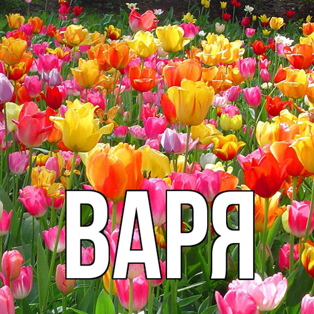 Открытка  с именем. варя, Главная  