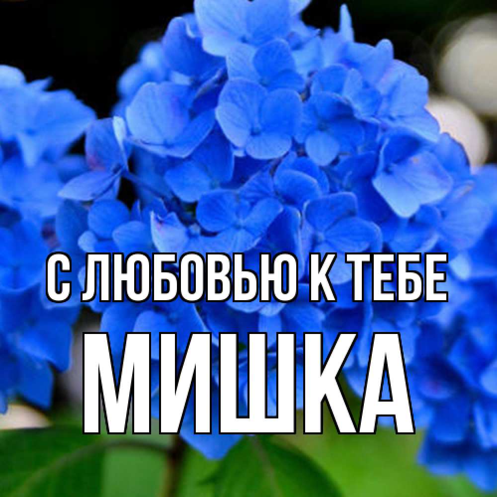 Открытка  с именем. Мишка, С любовью к тебе  