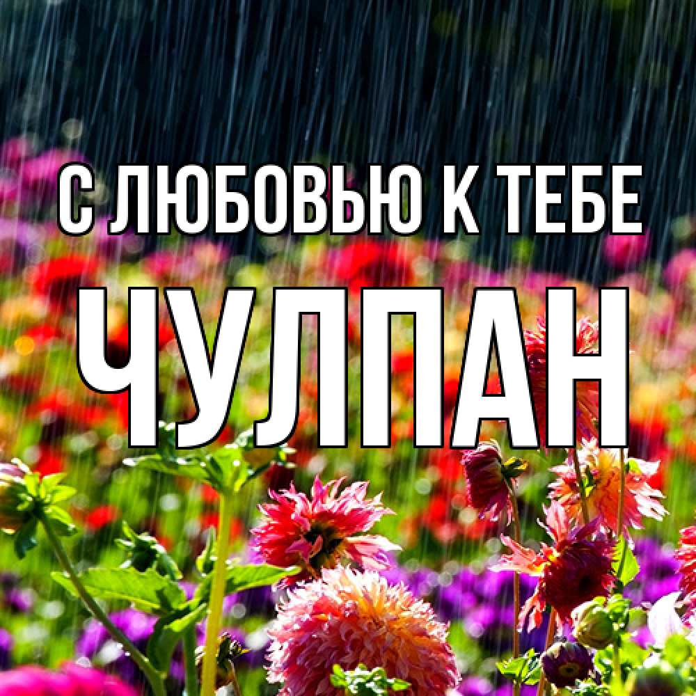 Открытка  с именем. Чулпан, С любовью к тебе  