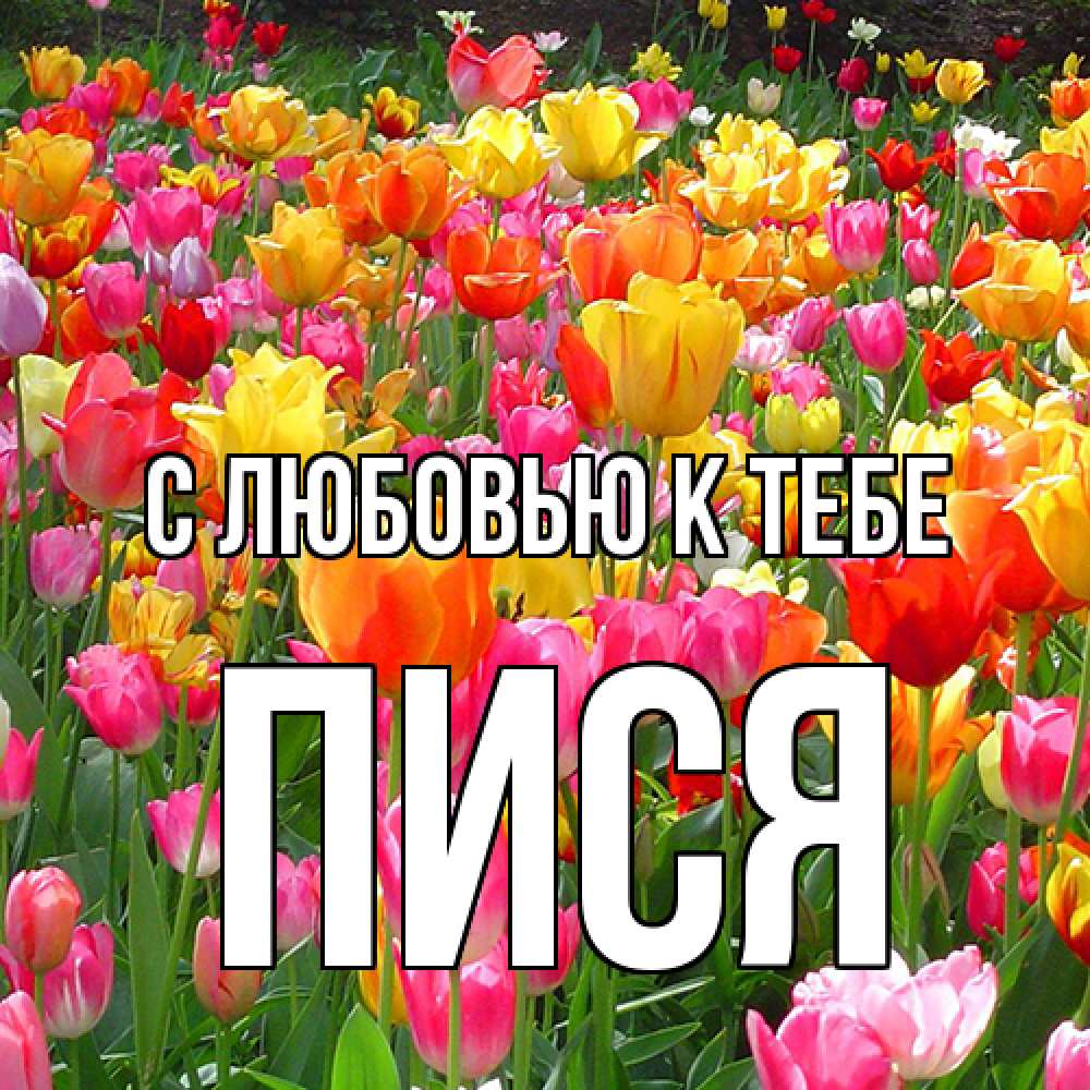 Открытка  с именем. пися, С любовью к тебе  