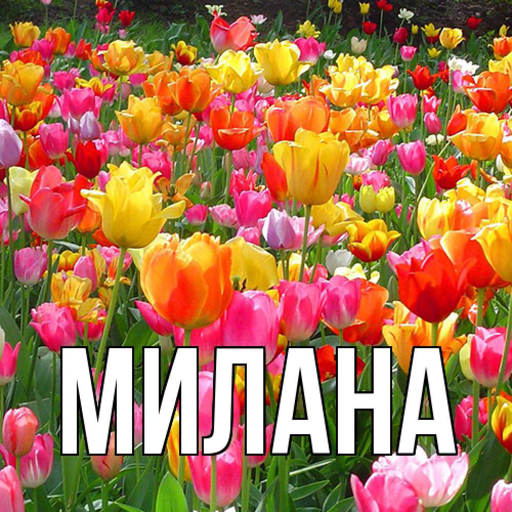 Открытка  с именем. Милана, Главная  
