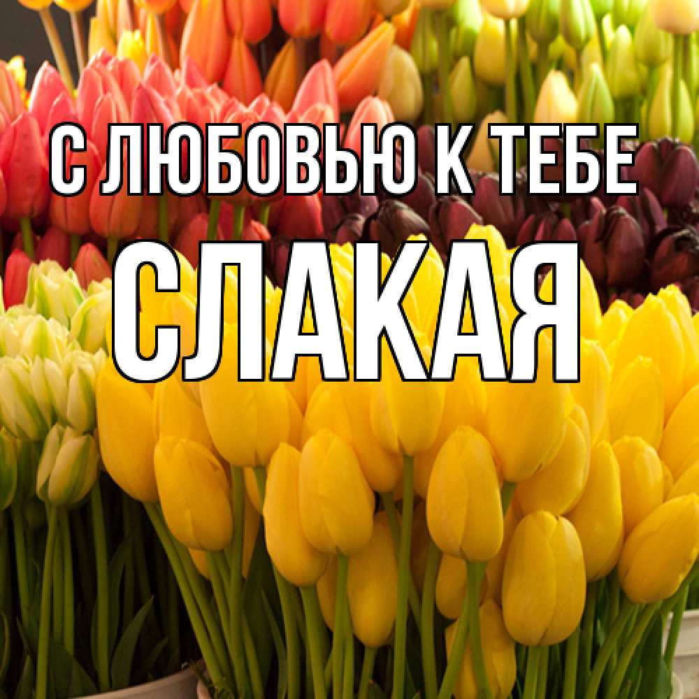 Открытка  с именем. Слакая, С любовью к тебе  