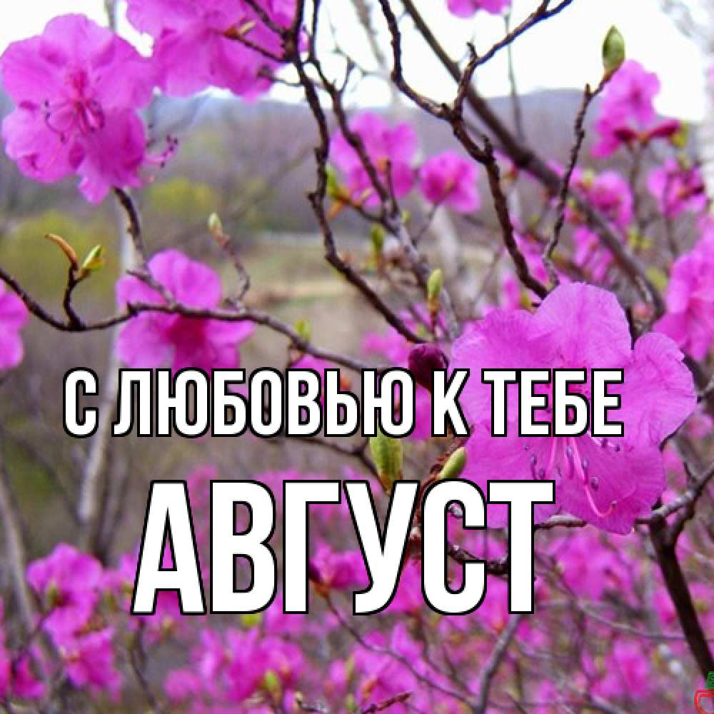 Открытка  с именем. Август, С любовью к тебе  