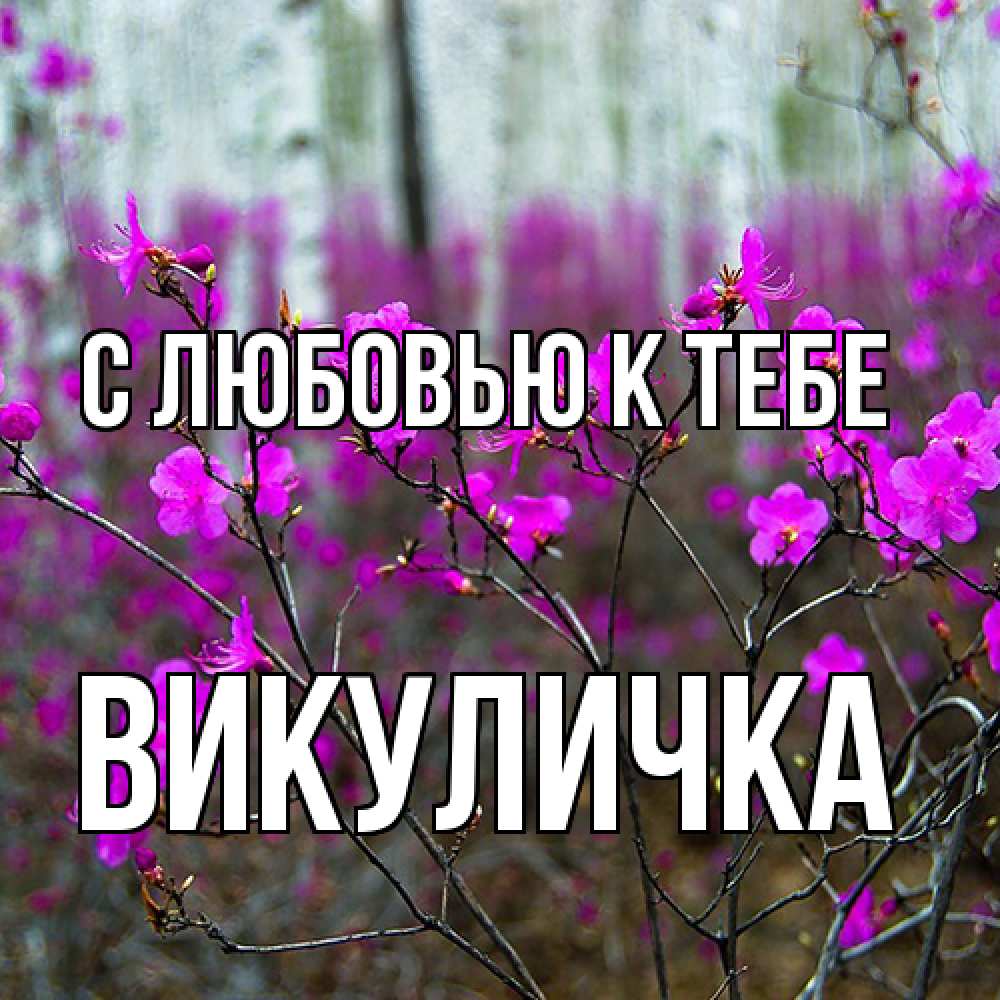 Открытка  с именем. Викуличка, С любовью к тебе  
