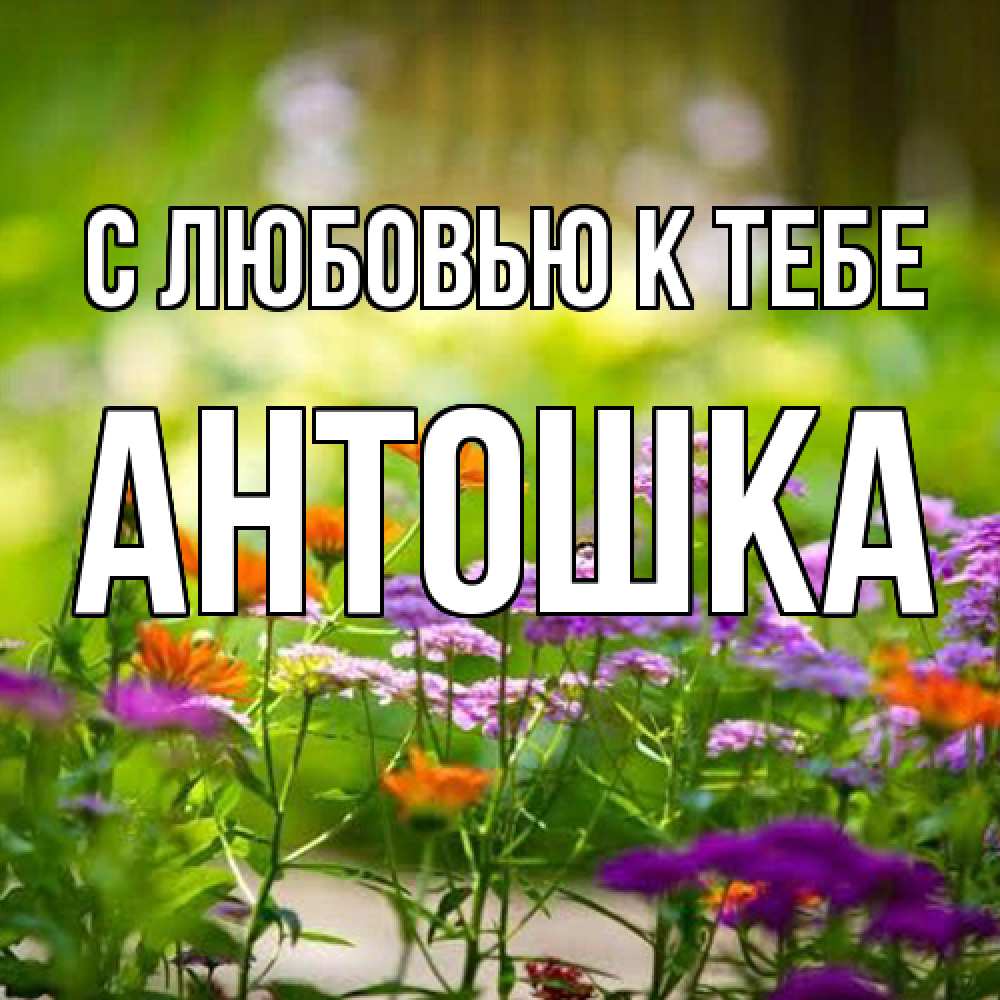 Открытка  с именем. Антошка, С любовью к тебе  