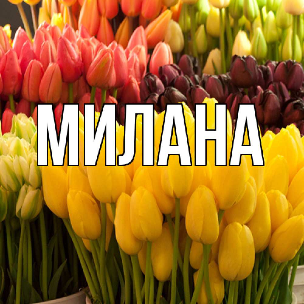 Открытка  с именем. Милана, Главная  