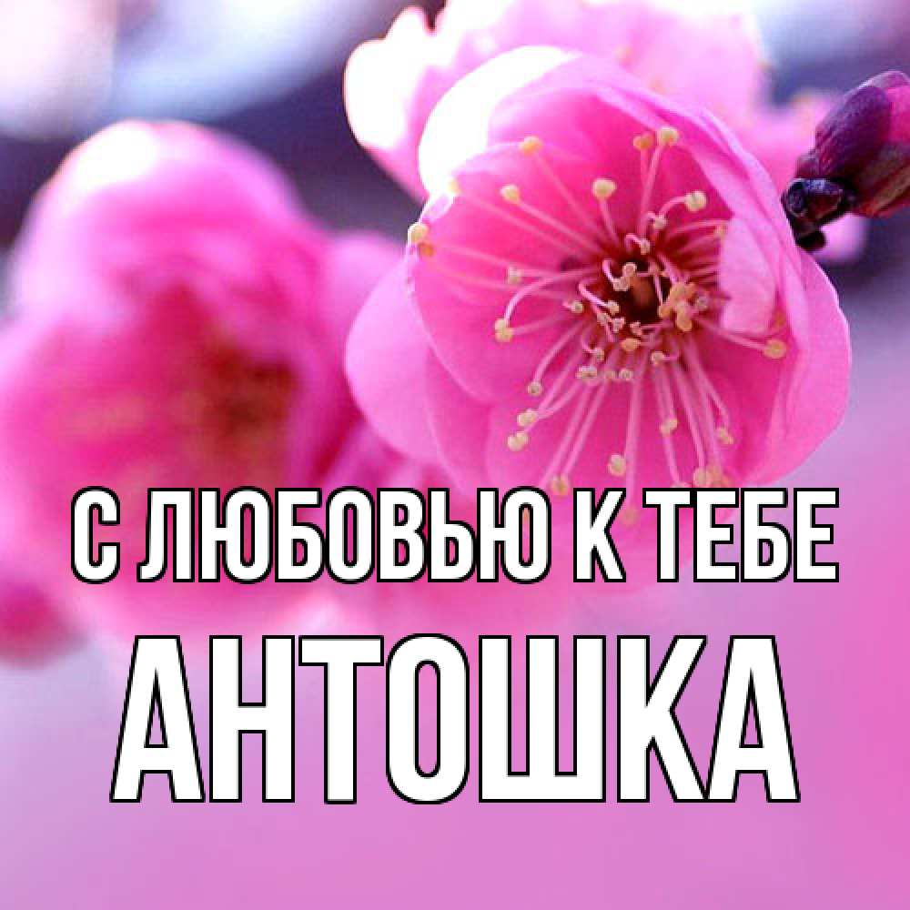 Открытка  с именем. Антошка, С любовью к тебе  