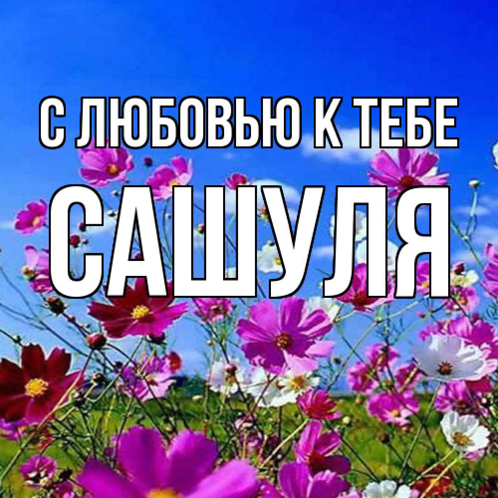Открытка  с именем. Сашуля, С любовью к тебе  