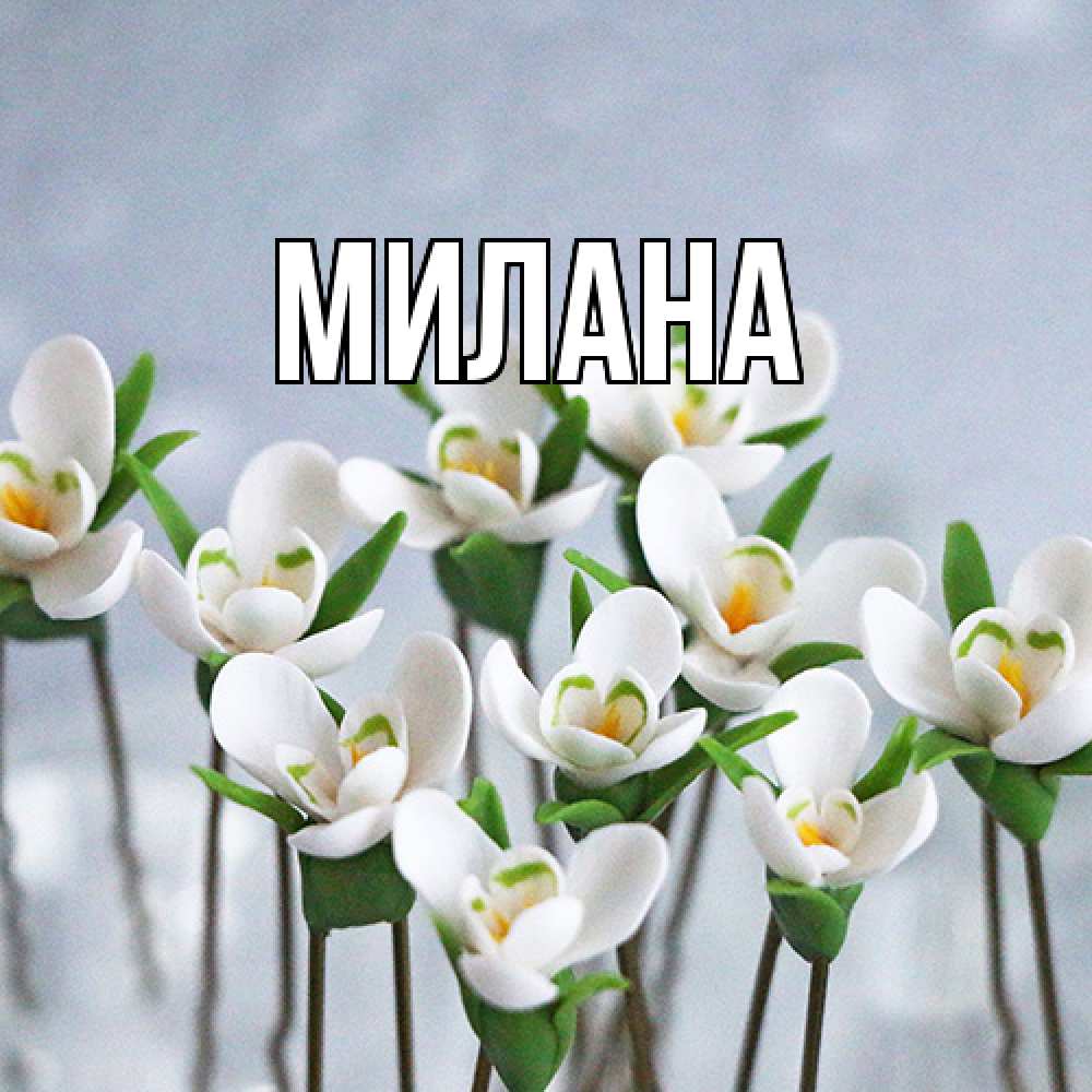 Открытка  с именем. Милана, Главная  