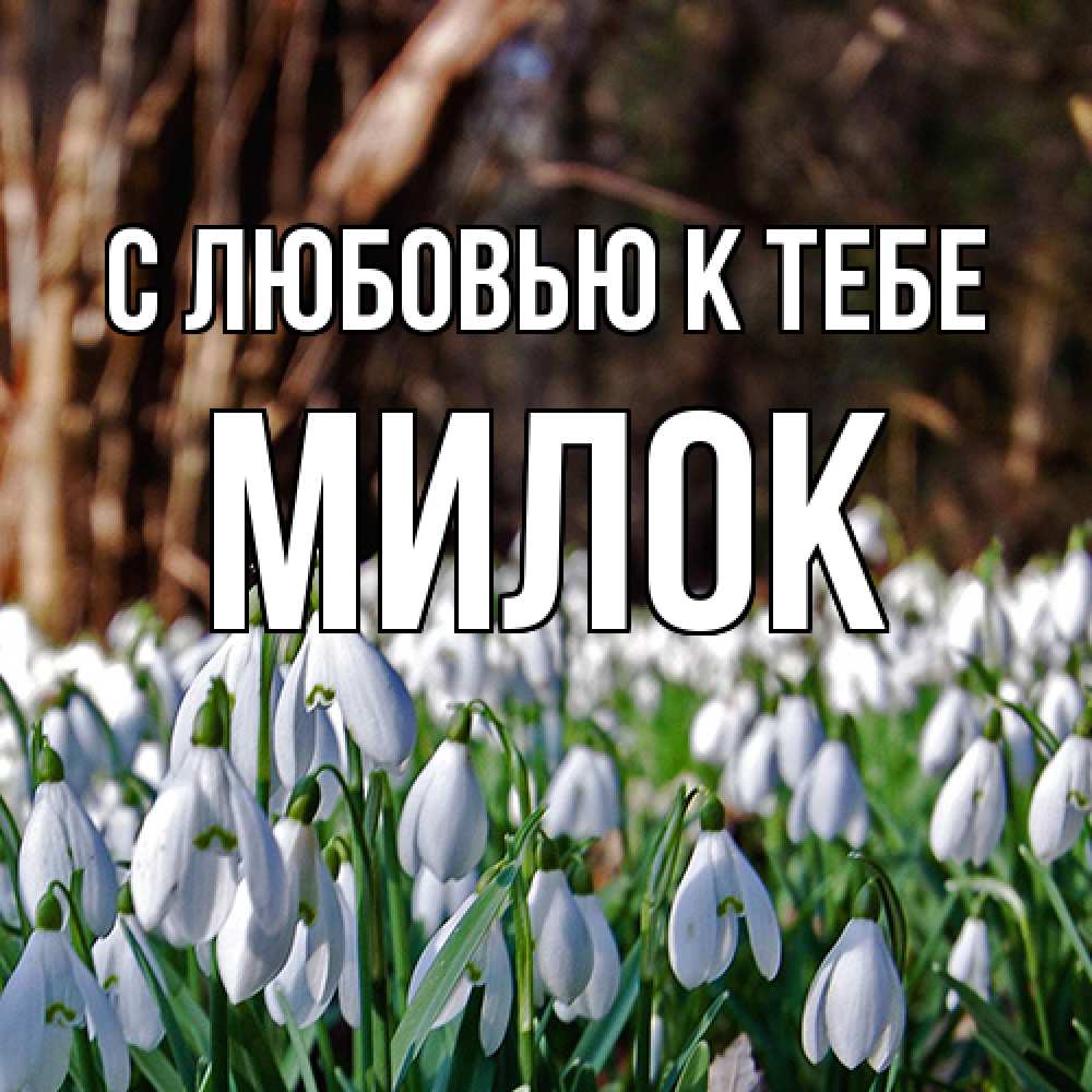 Открытка  с именем. Милок, С любовью к тебе  