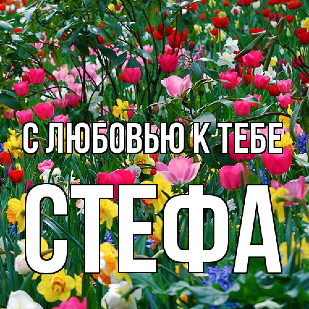 Открытка  с именем. стефа, С любовью к тебе  