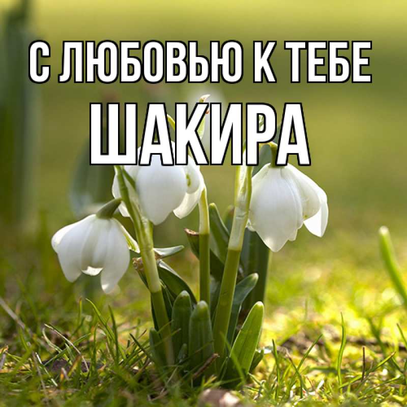 Картинка С любовью к тебе, Шакира