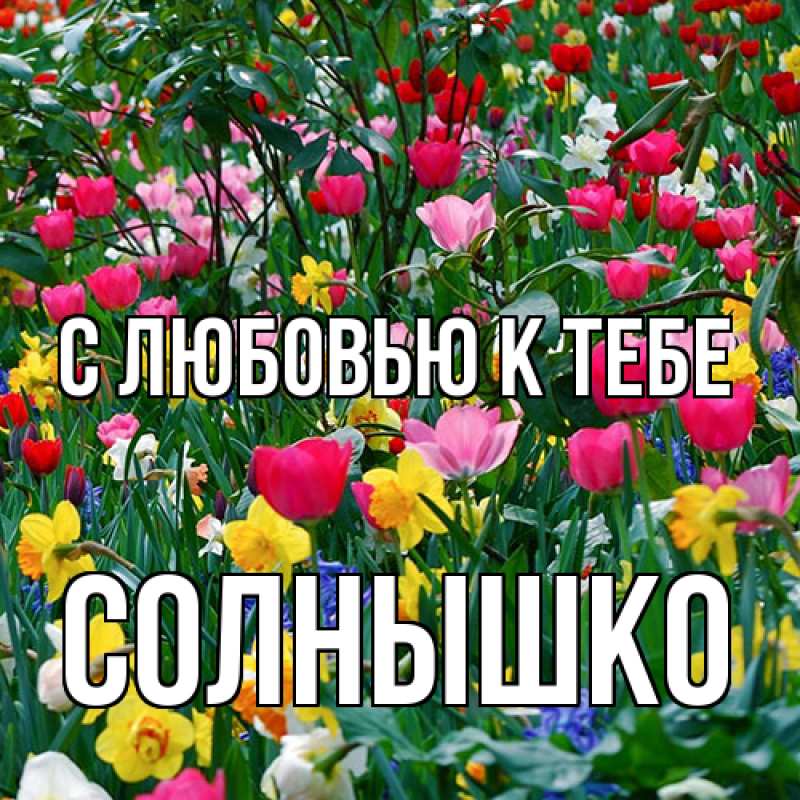 Картинка С любовью к тебе, Солнышко