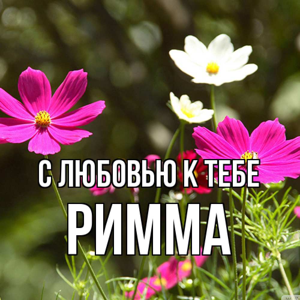 Открытка  с именем. Римма, С любовью к тебе  