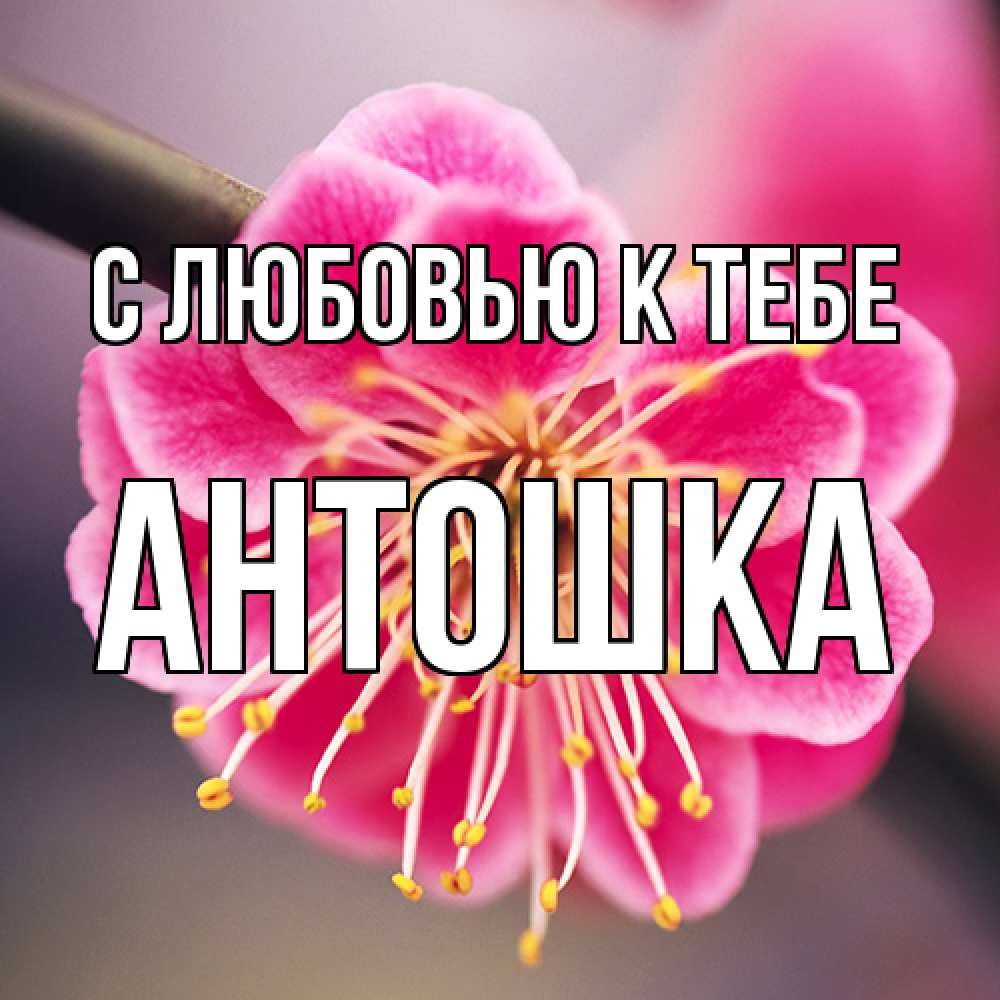 Открытка  с именем. Антошка, С любовью к тебе  