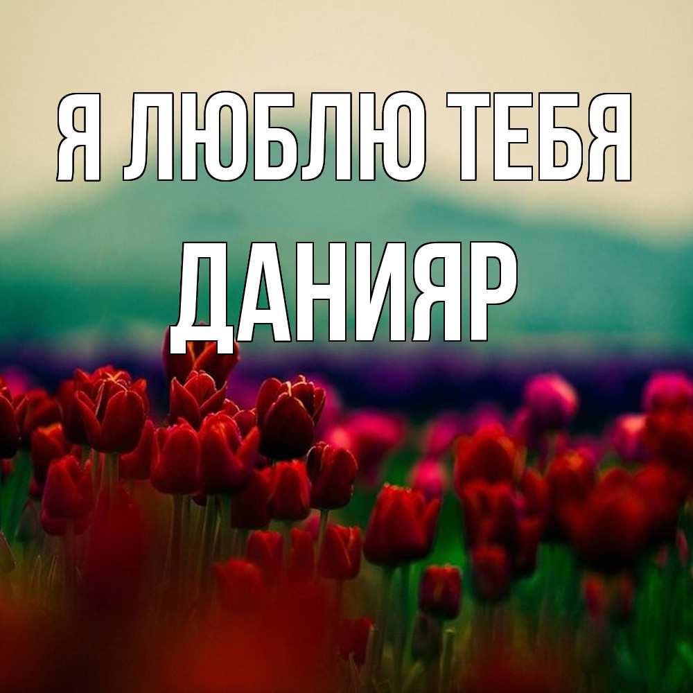 Открытка  с именем. Данияр, Я люблю тебя  