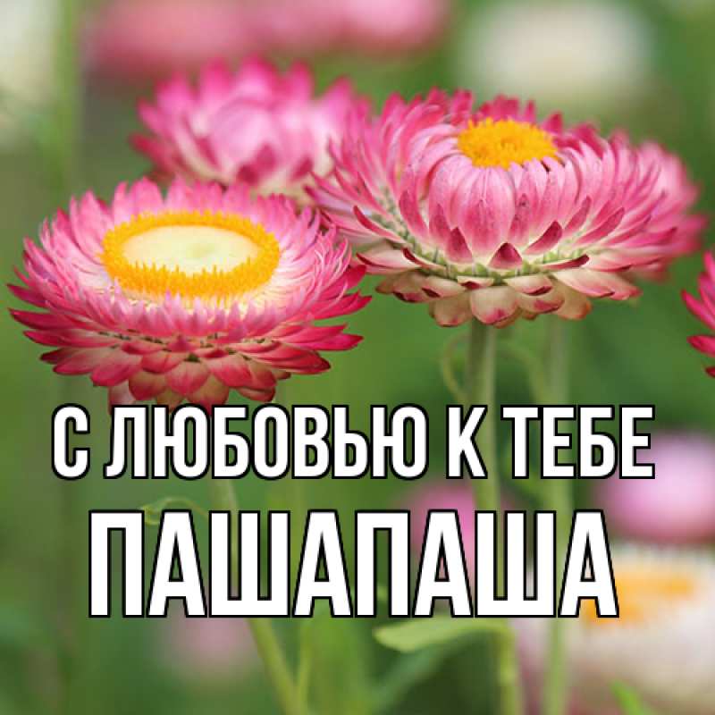 Открытка с именем, Пашапаша, С любовью к тебе