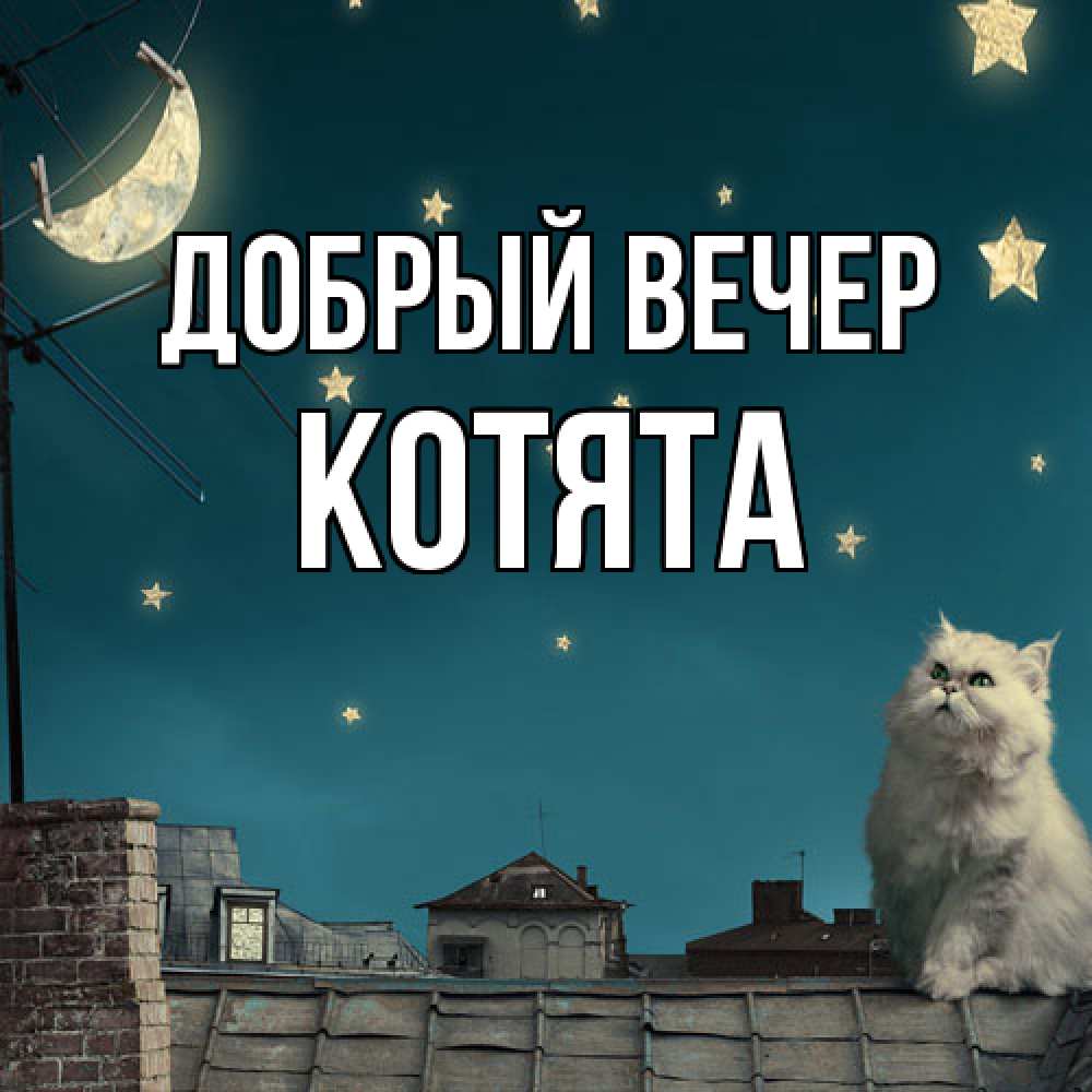 Открытка  с именем. Котята, Добрый вечер  