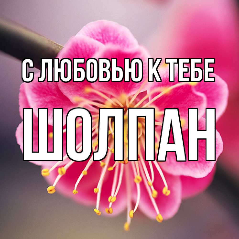 Открытка  с именем. Шолпан, С любовью к тебе  