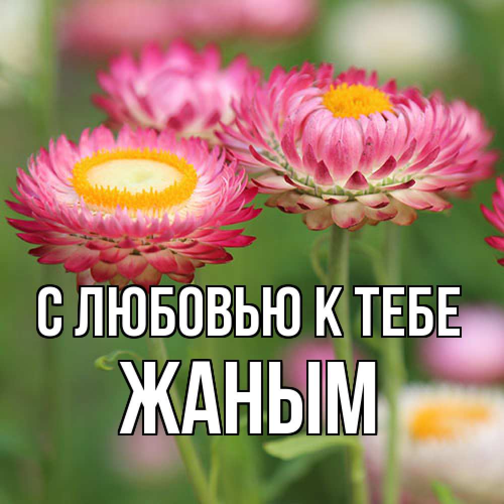 Открытка  с именем. Жаным, С любовью к тебе  