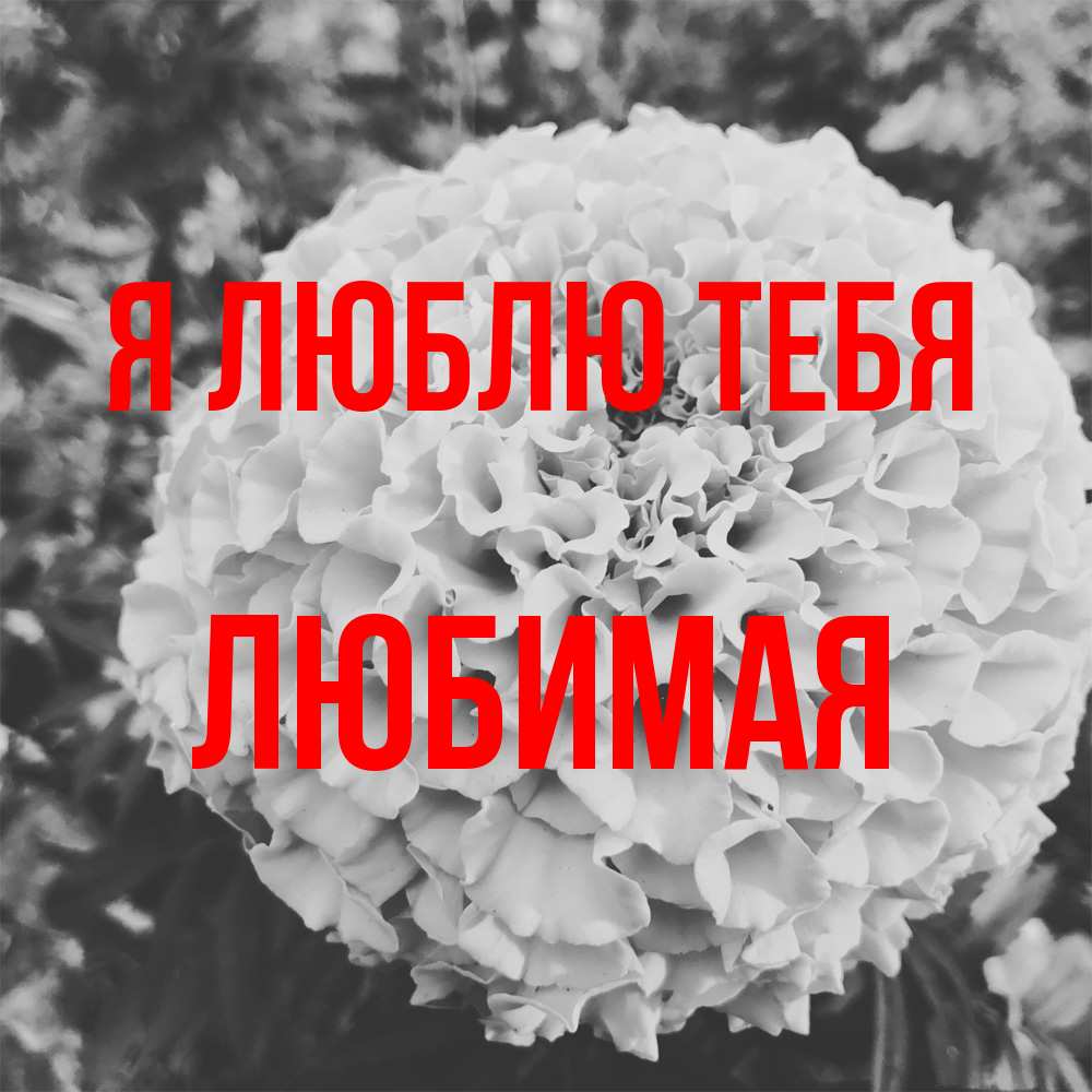 Открытка  с именем. Любимая, Я люблю тебя  