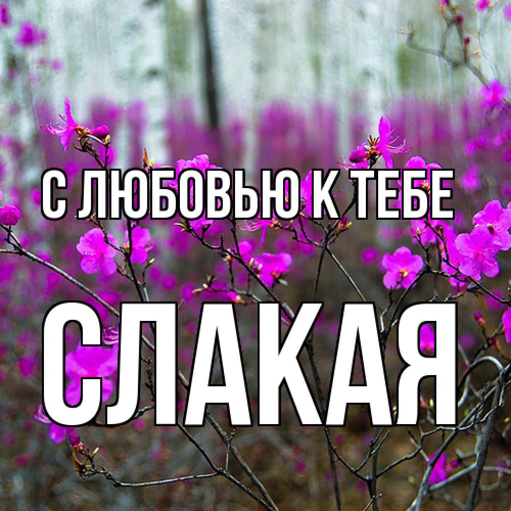 Открытка  с именем. Слакая, С любовью к тебе  