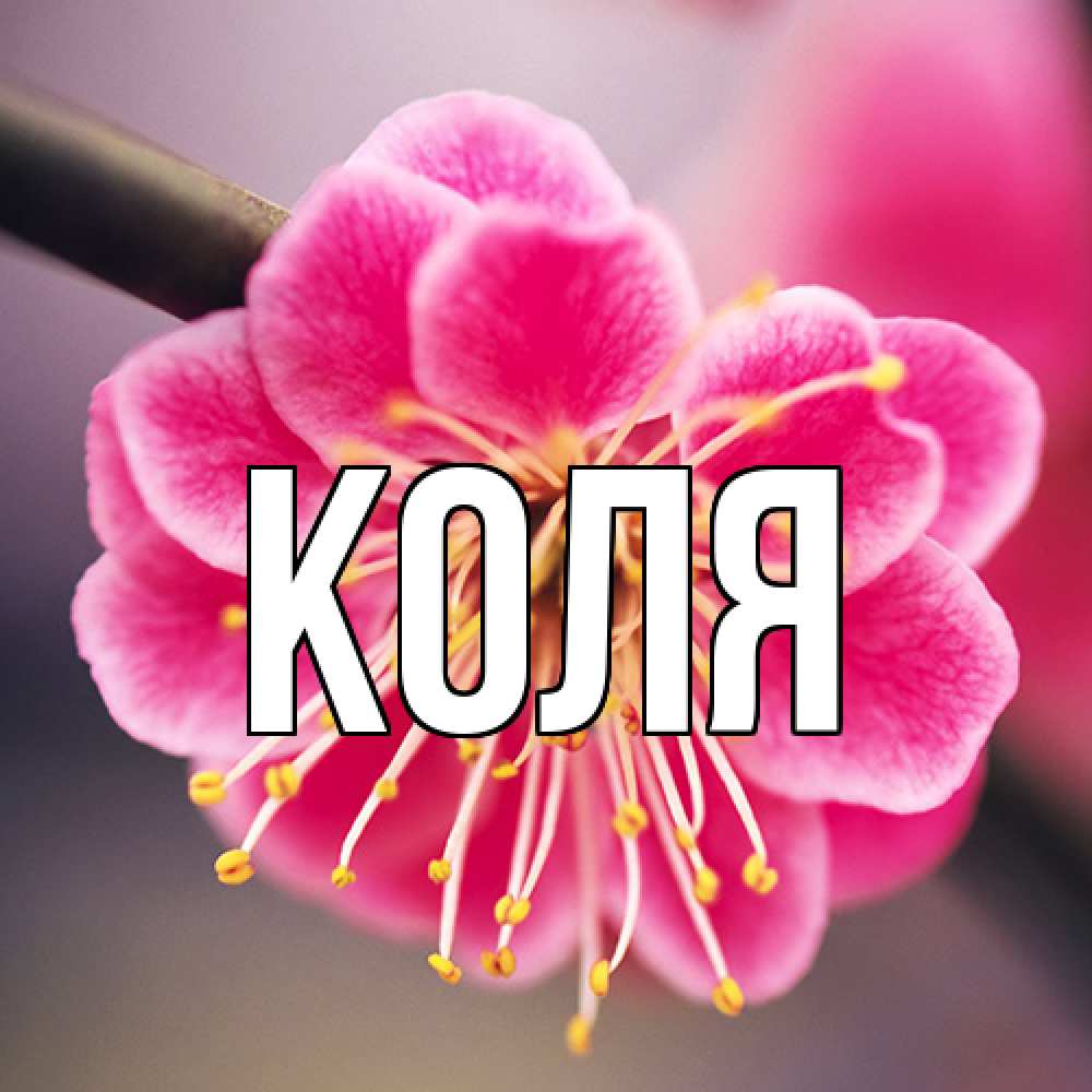 Открытка  с именем. коля, Главная  