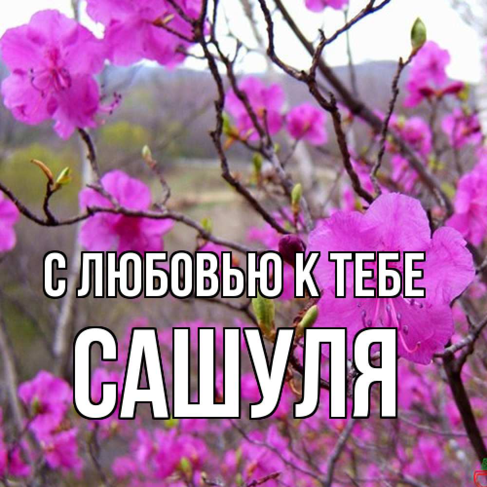 Открытка  с именем. Сашуля, С любовью к тебе  