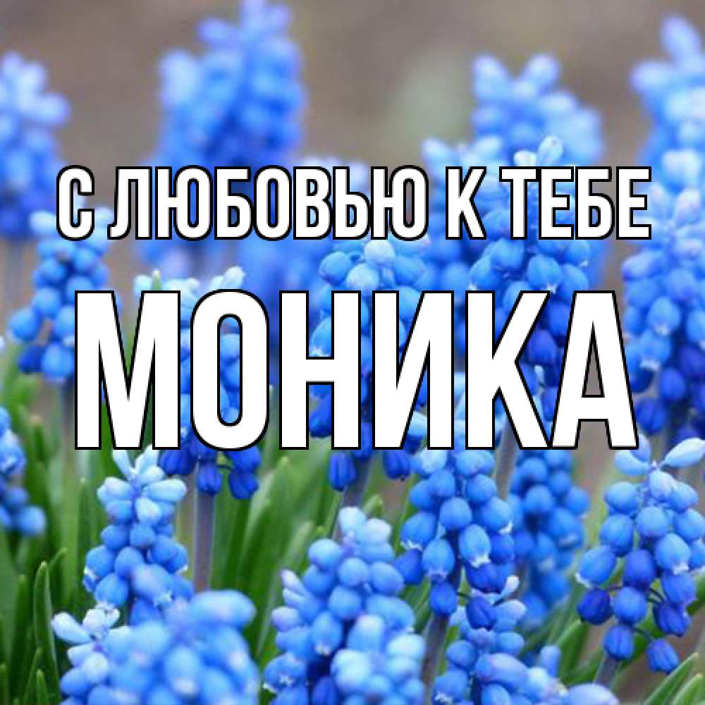 Открытка  с именем. Моника, С любовью к тебе  