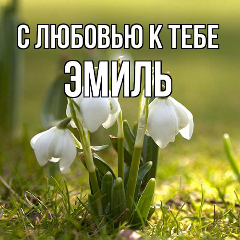 Картинка С любовью к тебе, Эмиль