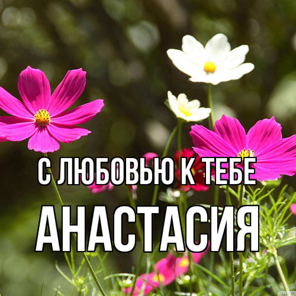 Открытка  с именем. Анастасия, С любовью к тебе  