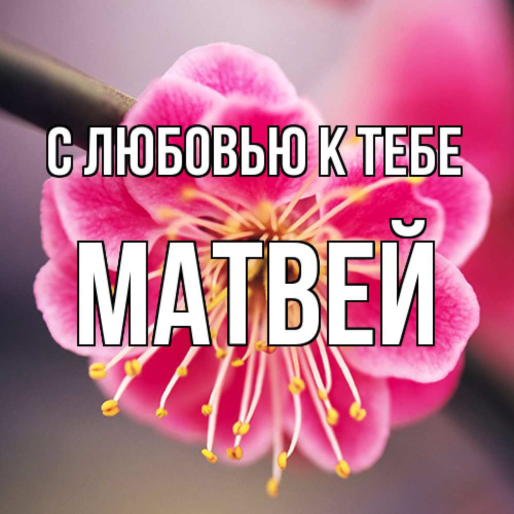 Открытка  с именем. Матвей, С любовью к тебе  