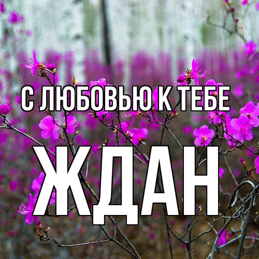 Открытка  с именем. Ждан, С любовью к тебе  