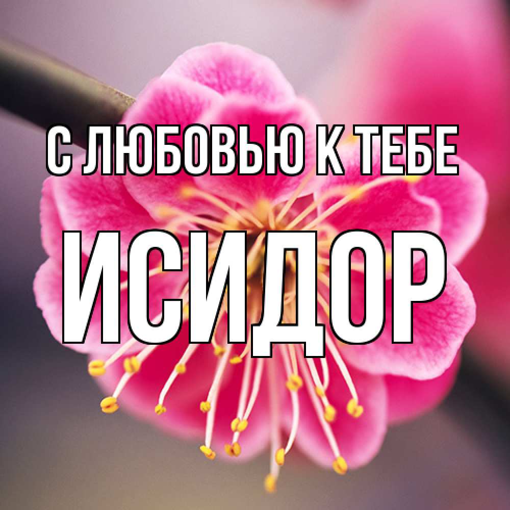 Открытка  с именем. Исидор, С любовью к тебе  