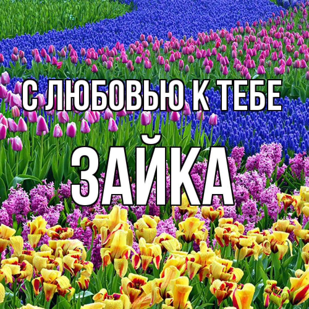 Открытка  с именем. Зайка, С любовью к тебе  