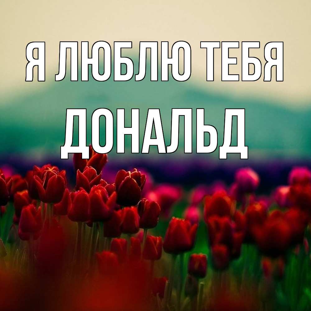 Открытка  с именем. Дональд, Я люблю тебя  