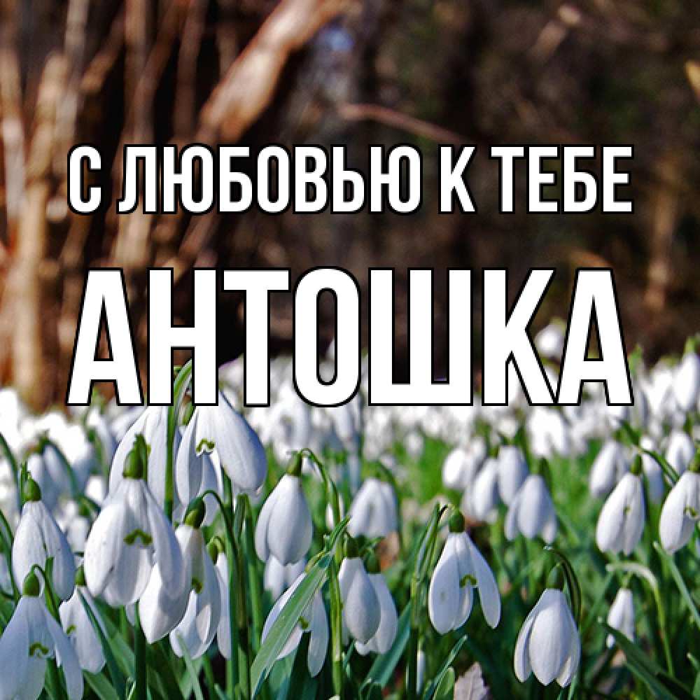 Открытка  с именем. Антошка, С любовью к тебе  