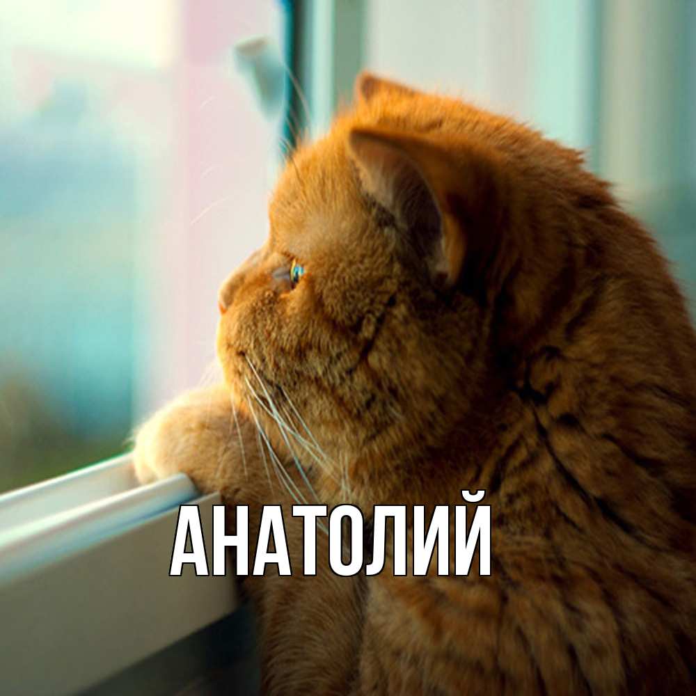 Открытка  с именем. Анатолий, Главная  