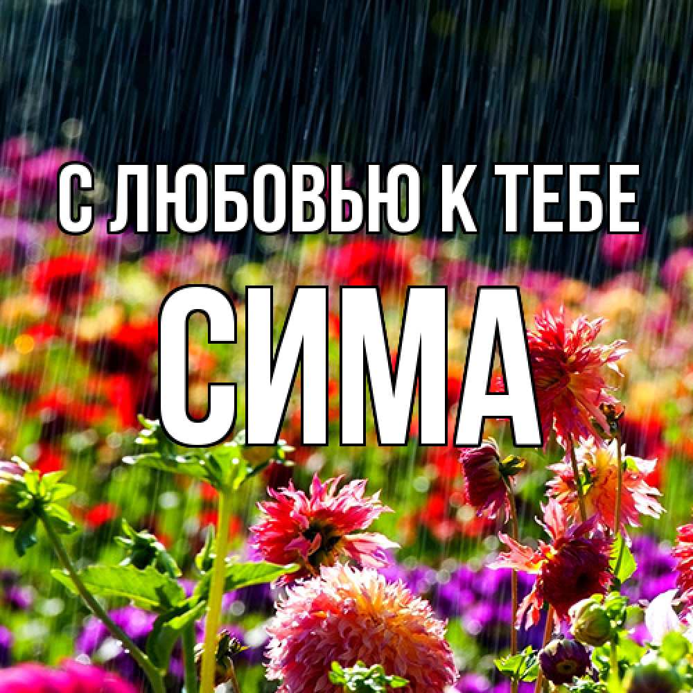 Открытка  с именем. Сима, С любовью к тебе  