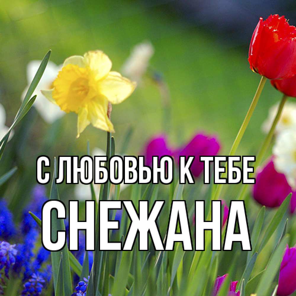Открытка  с именем. Снежана, С любовью к тебе  