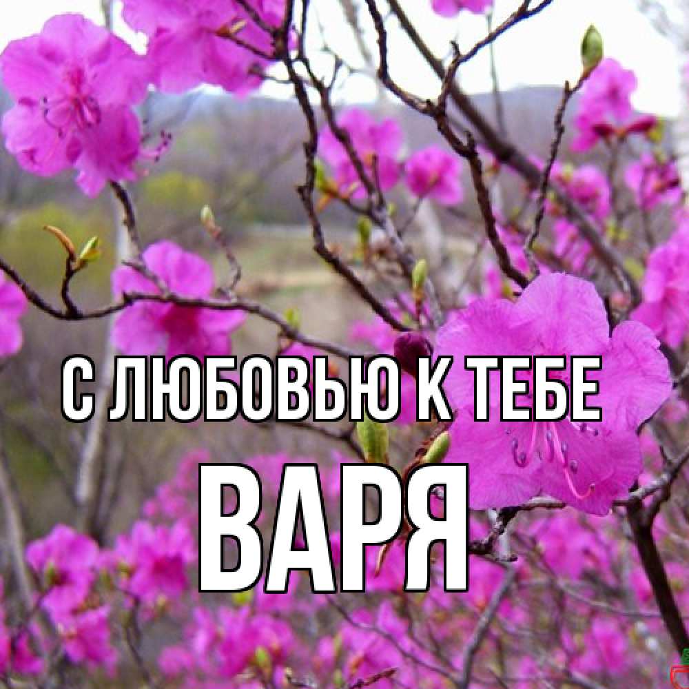 Открытка  с именем. варя, С любовью к тебе  