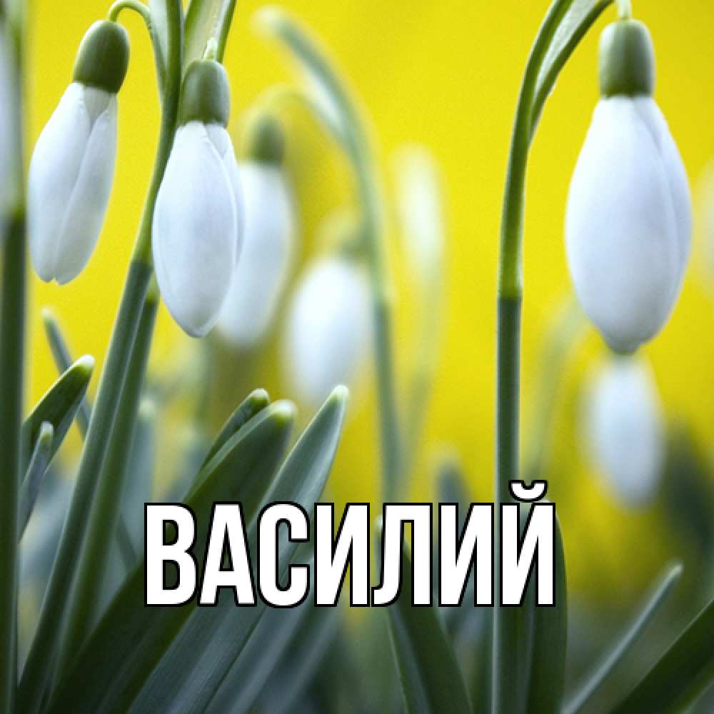 Открытка  с именем. Василий, Главная  
