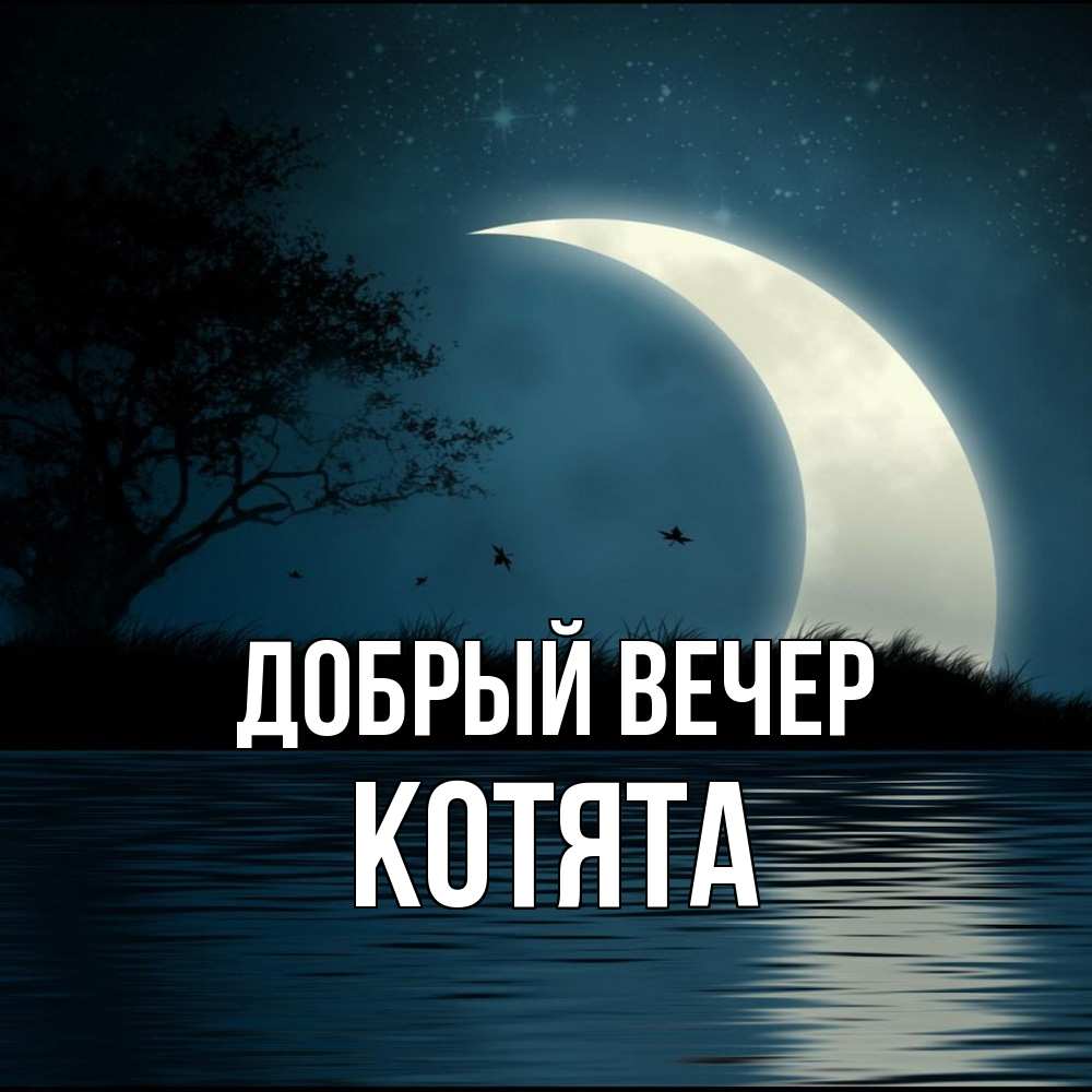 Открытка  с именем. Котята, Добрый вечер  