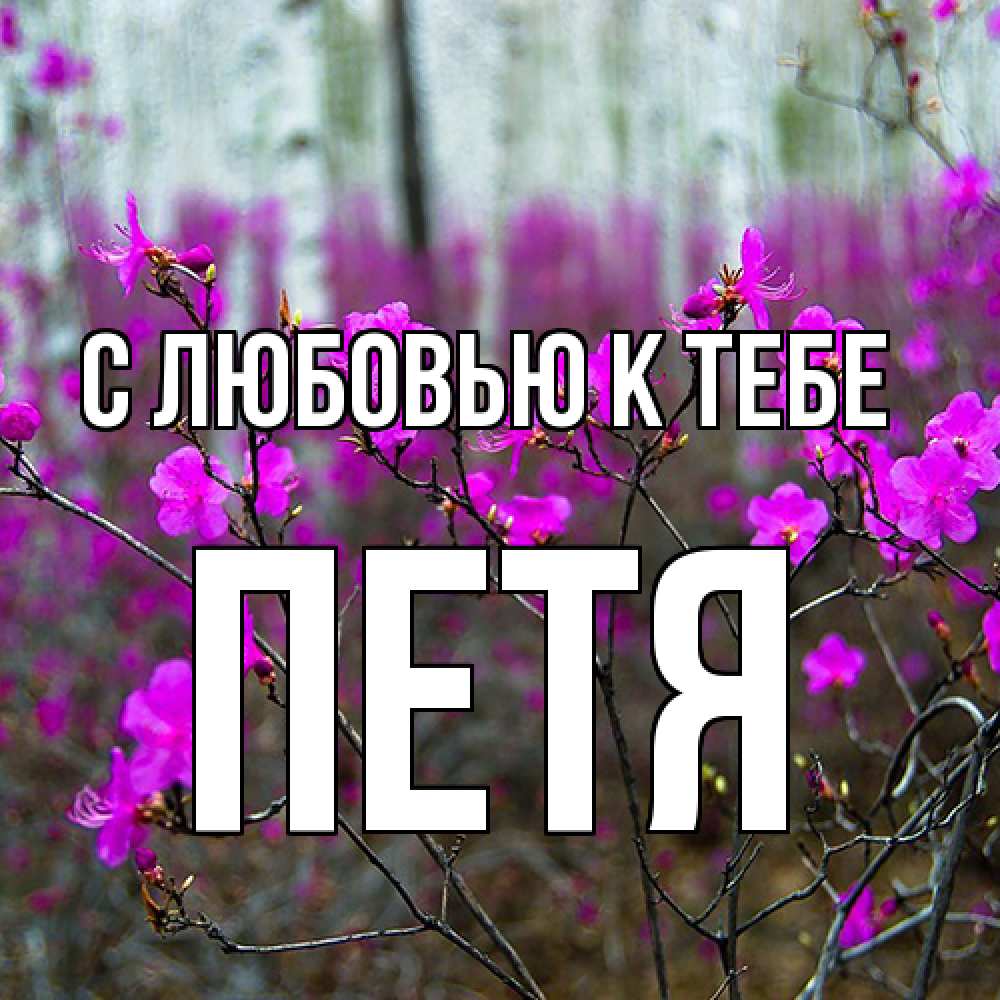 Открытка  с именем. Петя, С любовью к тебе  
