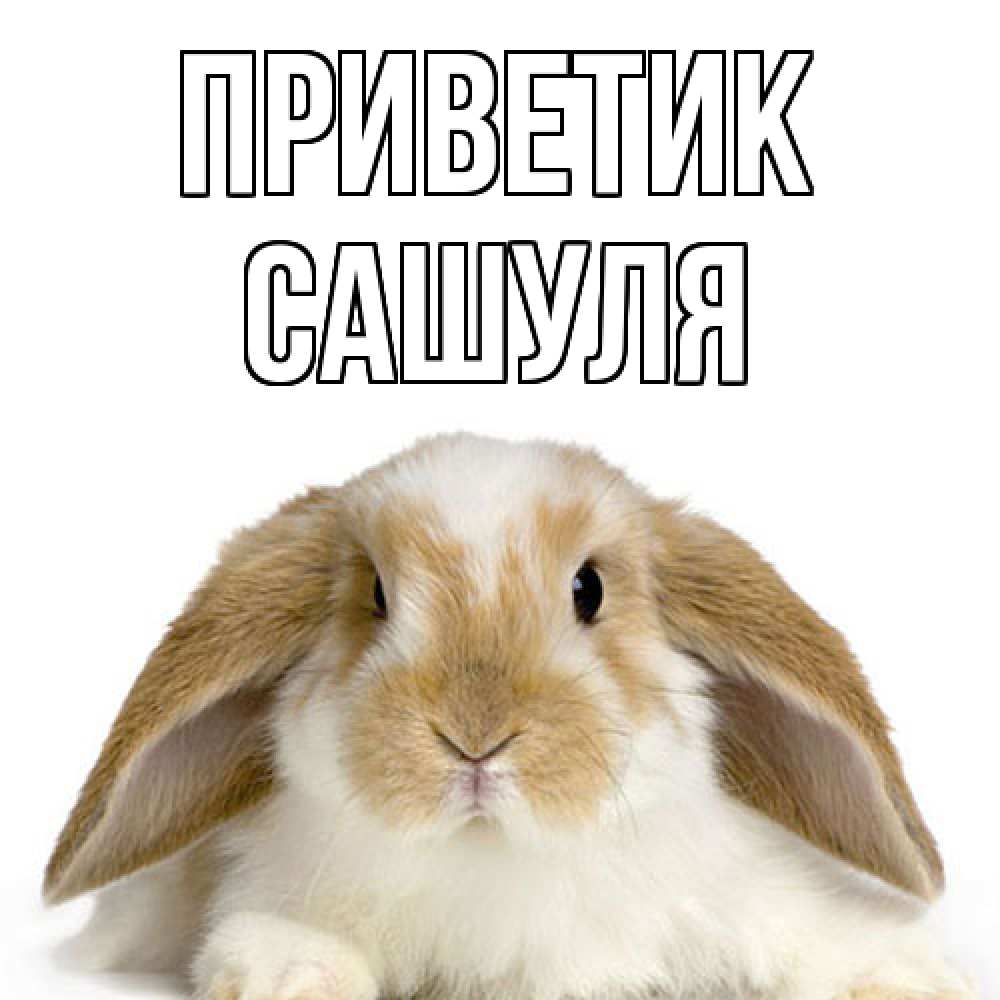 Открытка  с именем. Сашуля, приветик  