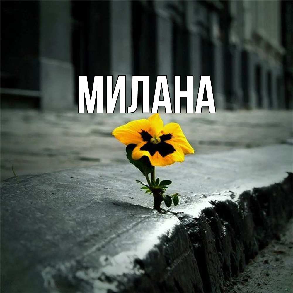 Открытка  с именем. Милана, Главная  