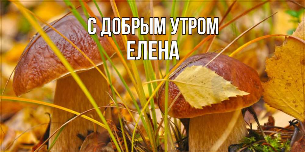 Открытка  с именем. ЕЛЕНА, С добрым утром  