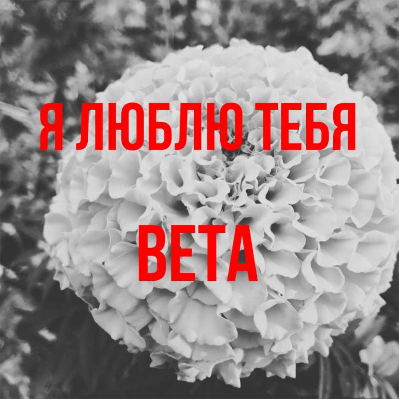 Картинка Я люблю тебя, вета