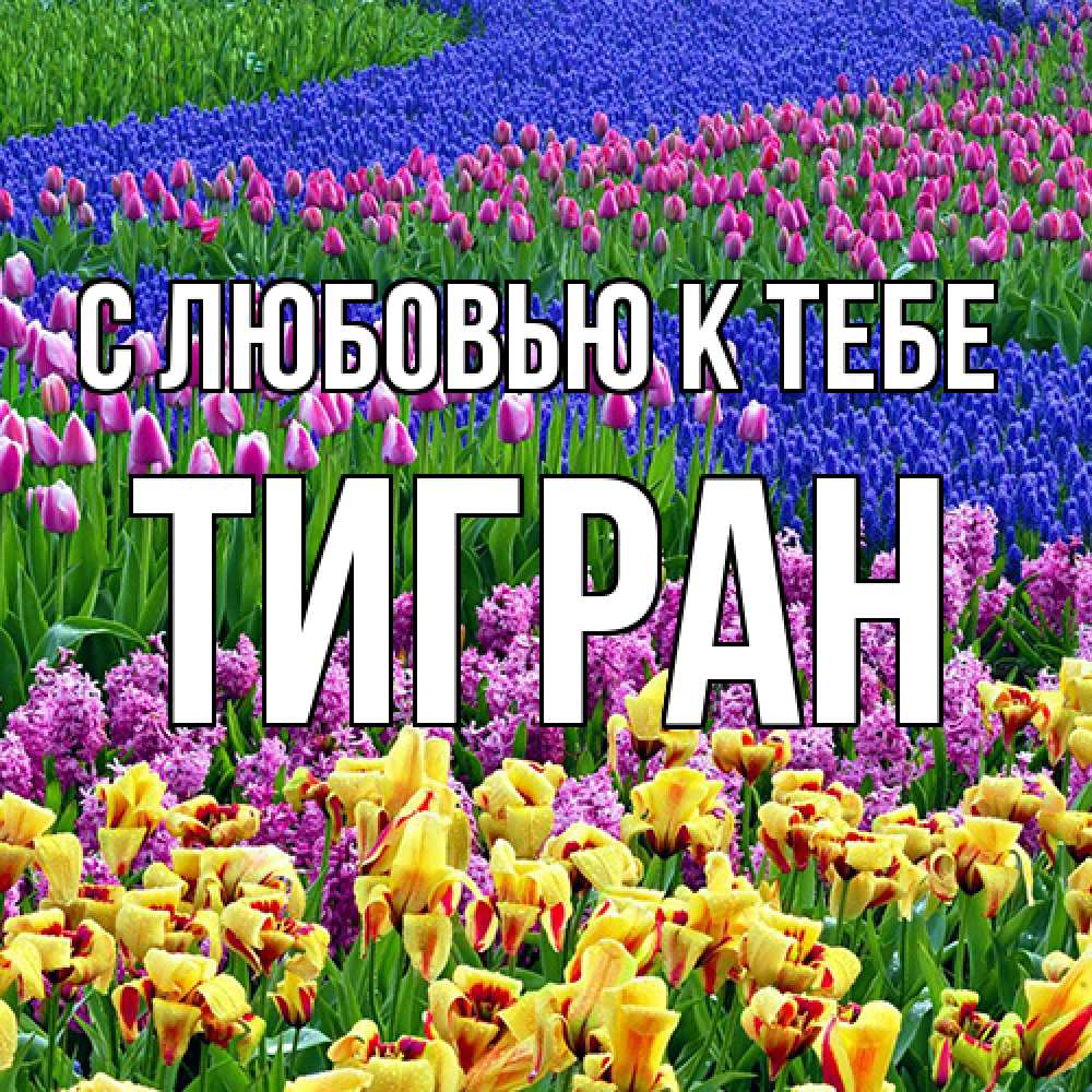 Открытка  с именем. Тигран, С любовью к тебе  